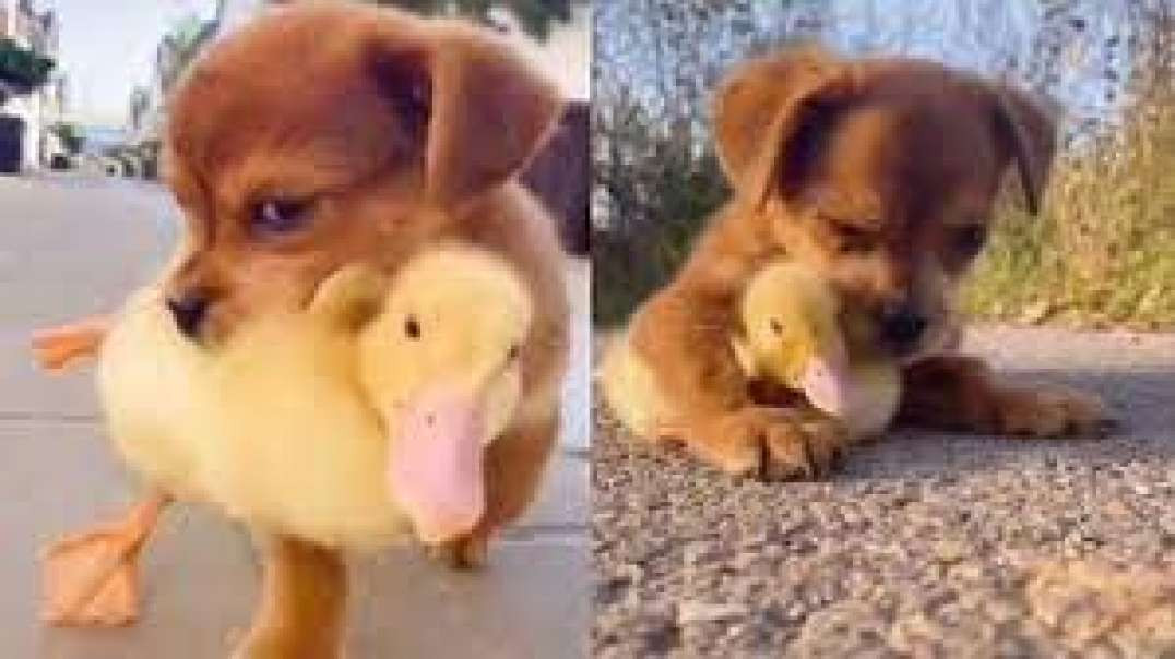 Amizade inesperada: cachorro e pato são amigos inseparáveis