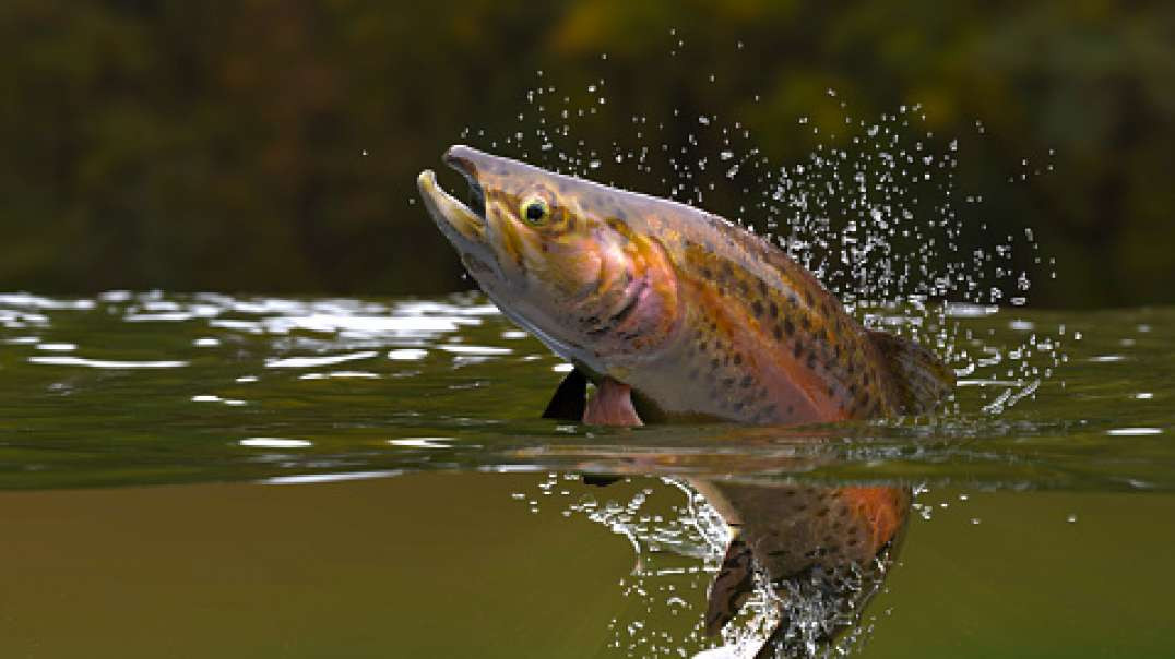 Pescador amador flagra espetáculo de peixes subindo rio em MS