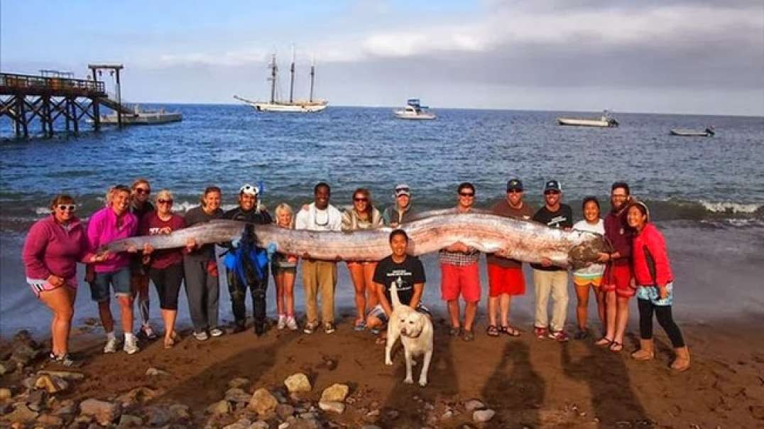 Peixe-remo colossal de 5,8 metros é pescado na costa do Chile