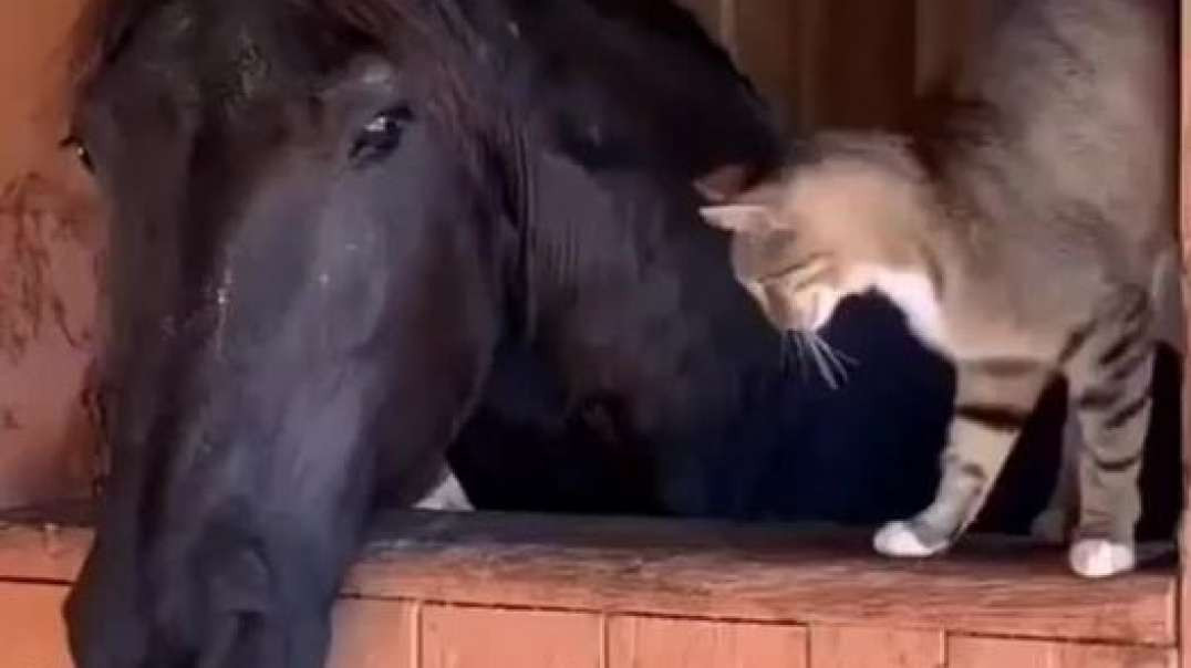 Cavalo e o Gato Amigos