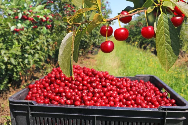 Colhendo cerejas em Michigan da maneira mais fácil!