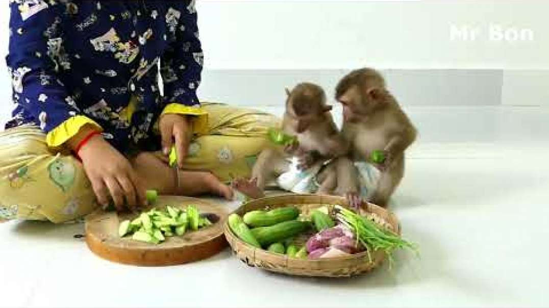 Macacos ! esperando para comer vegetais frescos enquanto se preparammacacos li
