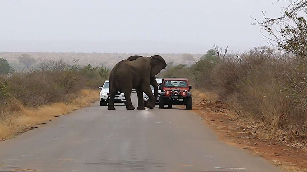 Um bloqueio de estrada de elefantes no Parque Nacional Kruger
