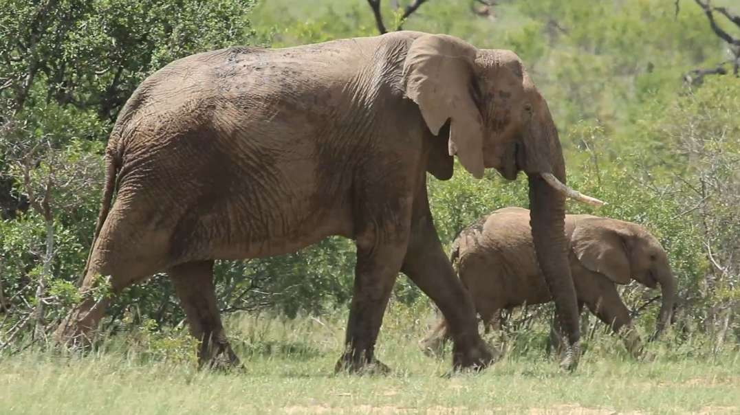 Elefantes se move silenciosamente pela mata africana no Parque Nacional Kruger, na África do Sul
