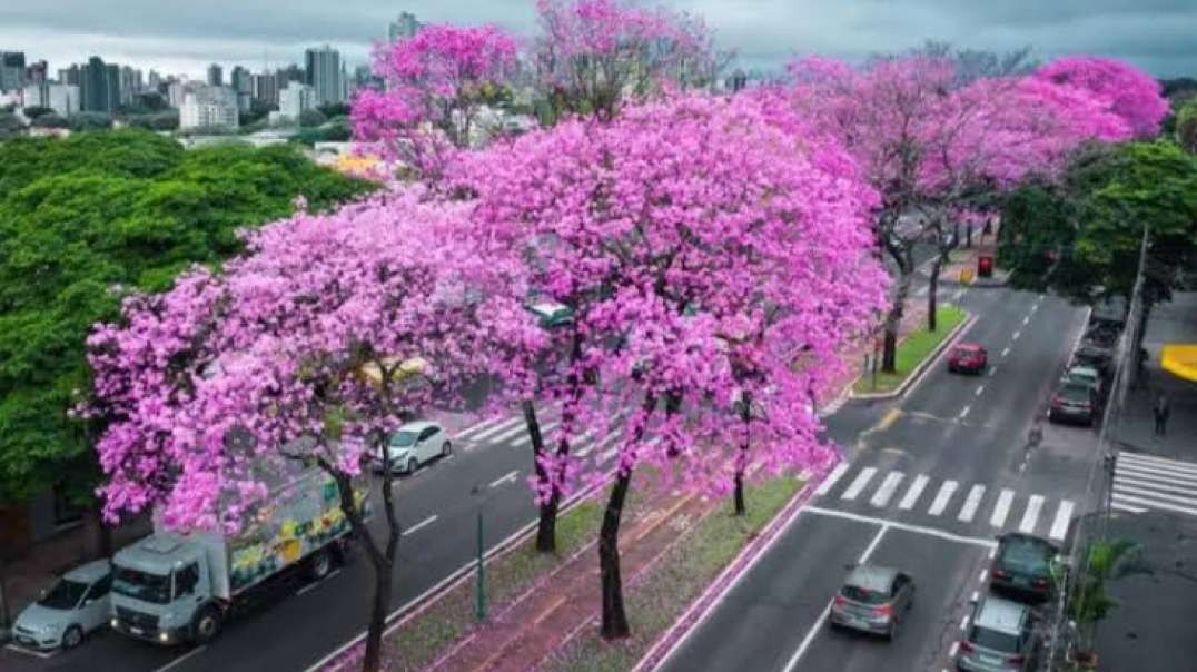 Ipês enfeitam as ruas de Maringá; veja onde e quando encontrar as árvores coloridas