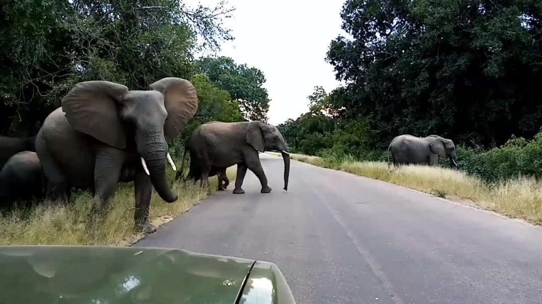 Manada de elefantes cruzando a estrada
