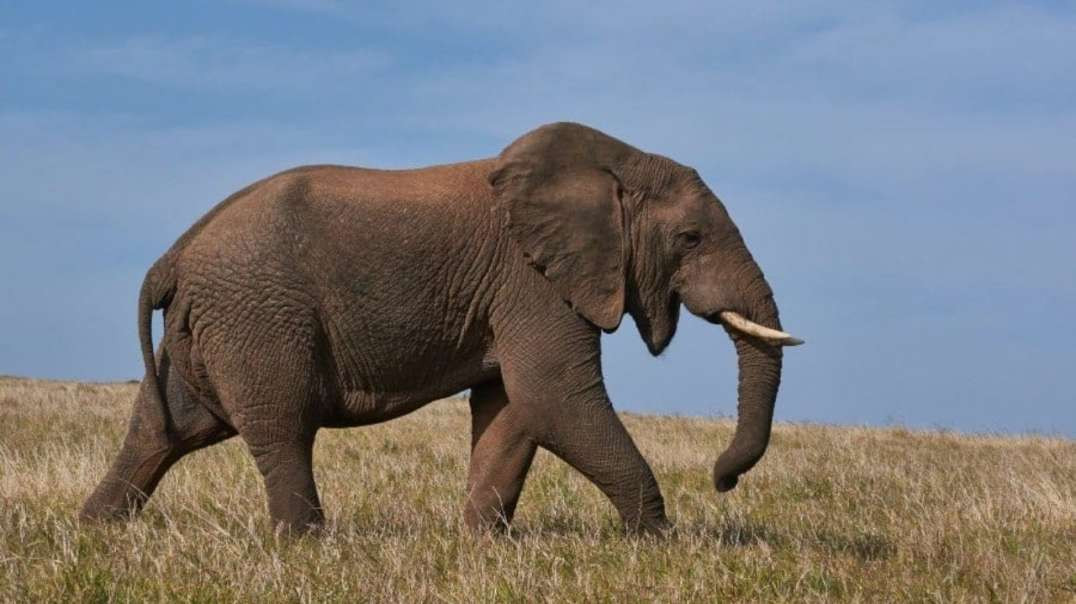Elefante-africano | Jardim Zoológico